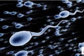 Sperm Donasyonu